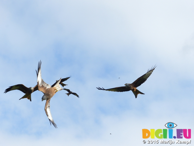 FZ023153 Red kites (Milvus milvus)